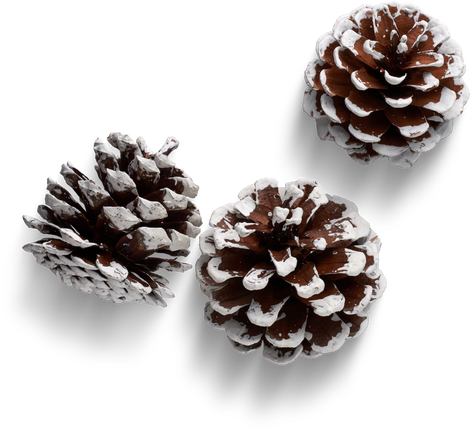 Premium isolated images & templates