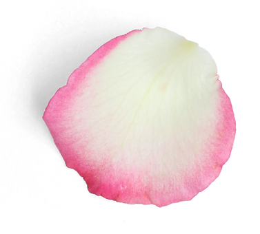 Pink-White Rose Petal