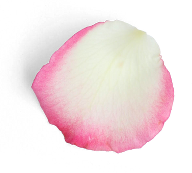 Pink-White Rose Petal